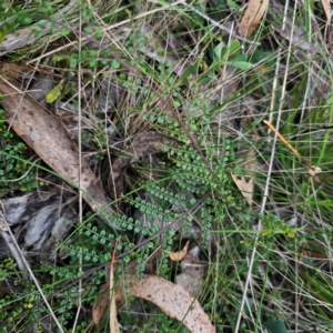 Bossiaea buxifolia at QPRC LGA - 2 Mar 2024