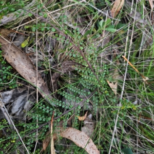 Bossiaea buxifolia at QPRC LGA - 2 Mar 2024 06:37 PM