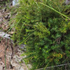 Acrotriche serrulata (Ground-berry) at Captains Flat, NSW - 2 Mar 2024 by Csteele4