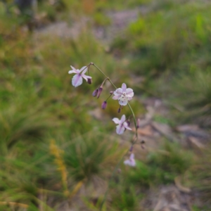 Arthropodium milleflorum at QPRC LGA - 2 Mar 2024 06:34 PM