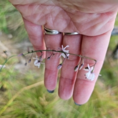 Arthropodium milleflorum at QPRC LGA - 2 Mar 2024