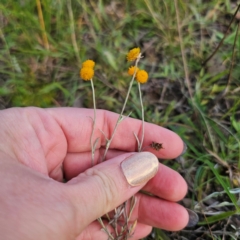 Chrysocephalum apiculatum (Common Everlasting) at Captains Flat, NSW - 2 Mar 2024 by Csteele4