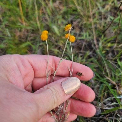 Chrysocephalum apiculatum (Common Everlasting) at Captains Flat, NSW - 2 Mar 2024 by Csteele4