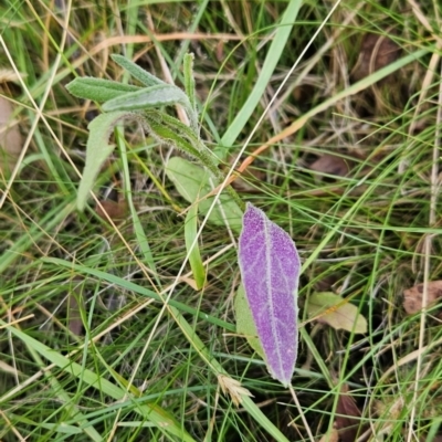 Senecio prenanthoides (Common Forest Fireweed) at Bullocks Flat, NSW - 2 Mar 2024 by BethanyDunne