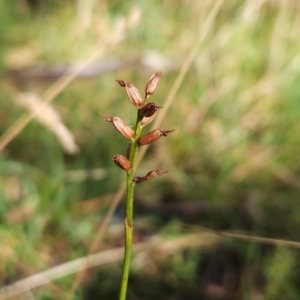 Corunastylis nuda at Kosciuszko National Park - 2 Mar 2024