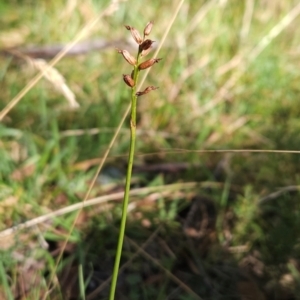 Corunastylis nuda at Kosciuszko National Park - 2 Mar 2024