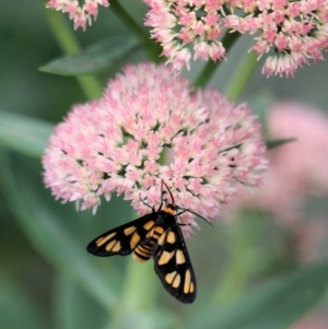 Amata (genus) at Lanyon - northern section A.C.T. - 2 Mar 2024