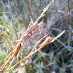 Pterygophorus cinctus (Bottlebrush sawfly) at Justice Robert Hope Reserve (JRH) - 29 Feb 2024 by abread111