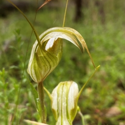 Diplodium reflexum (Dainty Greenhood) at Oallen, NSW - 2 Mar 2024 by clinde