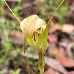 Diplodium reflexum at Oallen, NSW - suppressed