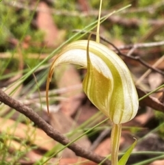 Diplodium reflexum at Oallen, NSW - 2 Mar 2024