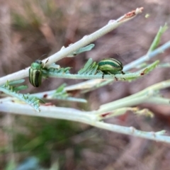 Calomela juncta (Leaf beetle) at Wallaroo, NSW - 1 Mar 2024 by Rosie