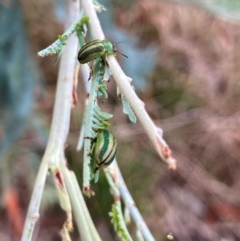 Calomela juncta at Hall Cemetery - 2 Mar 2024