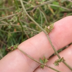 Rumex dumosus (Wiry Dock) at Mulanggari Grasslands - 24 Jan 2024 by Tapirlord