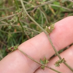 Rumex dumosus (Wiry Dock) at Gungahlin, ACT - 23 Jan 2024 by Tapirlord