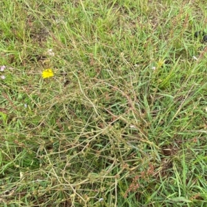 Rumex dumosus at Mulanggari Grasslands - 24 Jan 2024 10:02 AM