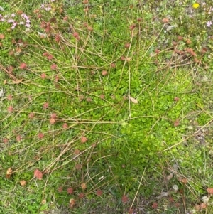 Trachymene humilis subsp. humilis at Namadgi National Park - 23 Jan 2024