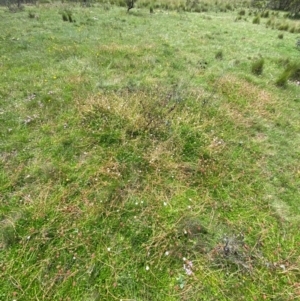 Trachymene humilis subsp. humilis at Namadgi National Park - 23 Jan 2024