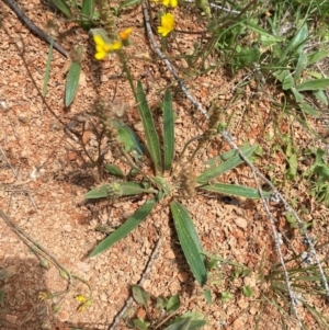 Plantago gaudichaudii at Namadgi National Park - 23 Jan 2024 01:36 PM