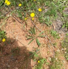 Plantago gaudichaudii at Namadgi National Park - 23 Jan 2024