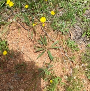 Plantago gaudichaudii at Namadgi National Park - 23 Jan 2024