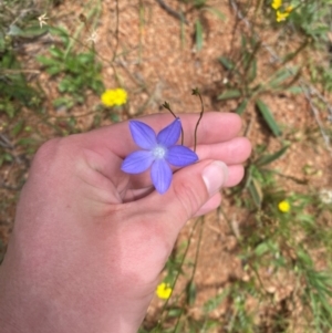 Wahlenbergia planiflora subsp. planiflora at Namadgi National Park - 23 Jan 2024