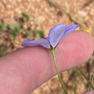 Wahlenbergia planiflora subsp. planiflora at Namadgi National Park - 23 Jan 2024