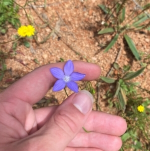 Wahlenbergia planiflora subsp. planiflora at Namadgi National Park - 23 Jan 2024 01:36 PM