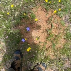 Wahlenbergia planiflora subsp. planiflora at Namadgi National Park - 23 Jan 2024