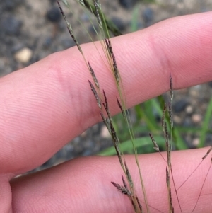 Eragrostis pilosa at Mitchell, ACT - 23 Jan 2024