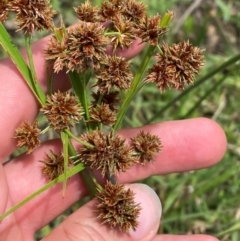 Cyperus lhotskyanus (A Sedge) at O'Malley, ACT - 21 Jan 2024 by Tapirlord