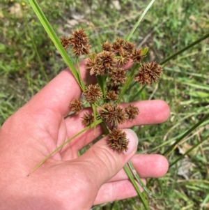 Cyperus lhotskyanus at O'Malley, ACT - 21 Jan 2024