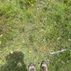 Cyperus lhotskyanus at O'Malley, ACT - 21 Jan 2024