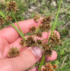 Cyperus lhotskyanus at O'Malley, ACT - 21 Jan 2024