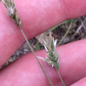 Enneapogon nigricans at Mount Mugga Mugga - 20 Jan 2024 08:00 PM