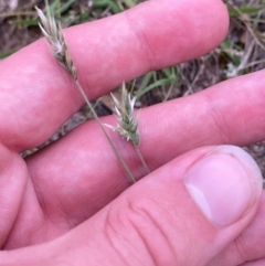 Enneapogon nigricans at Mount Mugga Mugga - 20 Jan 2024 08:00 PM