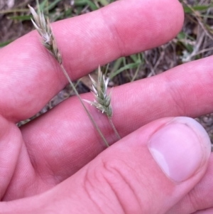 Enneapogon nigricans at Mount Mugga Mugga - 20 Jan 2024 08:00 PM