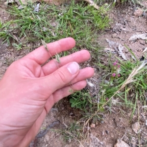 Enneapogon nigricans at Mount Mugga Mugga - 20 Jan 2024