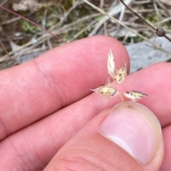 Rytidosperma carphoides (Short Wallaby Grass) at Mount Mugga Mugga - 20 Jan 2024 by Tapirlord