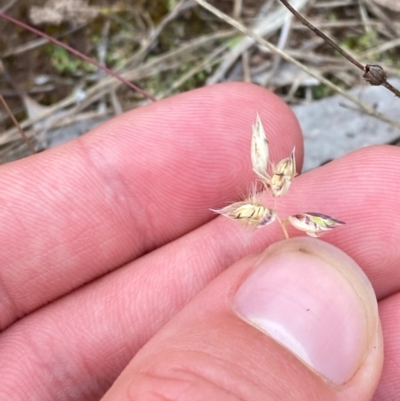 Rytidosperma carphoides (Short Wallaby Grass) at O'Malley, ACT - 20 Jan 2024 by Tapirlord