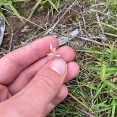 Rytidosperma carphoides at Mount Mugga Mugga - 20 Jan 2024 07:14 PM