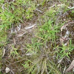 Rytidosperma carphoides at Mount Mugga Mugga - 20 Jan 2024