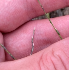 Tripogonella loliiformis (Five Minute Grass, Rye Beetle-Grass) at Mount Mugga Mugga - 20 Jan 2024 by Tapirlord