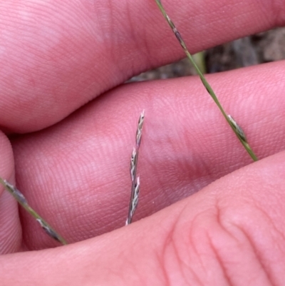 Tripogonella loliiformis (Five Minute Grass, Rye Beetle-Grass) at O'Malley, ACT - 20 Jan 2024 by Tapirlord