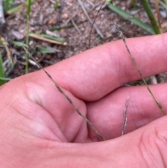 Tripogonella loliiformis at Mount Mugga Mugga - 20 Jan 2024