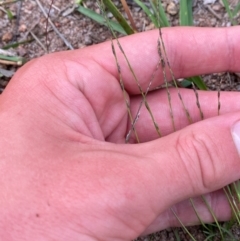 Tripogonella loliiformis at Mount Mugga Mugga - 20 Jan 2024 07:14 PM