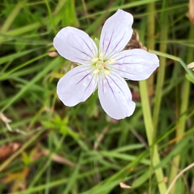 Geranium neglectum (Red-stemmed Cranesbill) at Tharwa, ACT - 20 Jan 2024 by Tapirlord