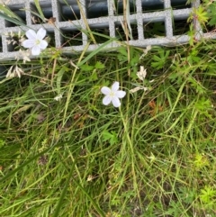 Geranium neglectum at Gibraltar Pines - 20 Jan 2024