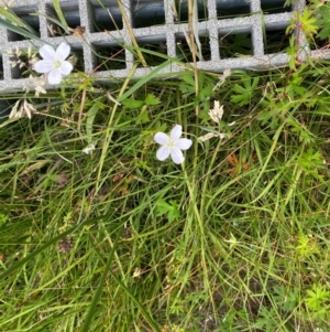 Geranium neglectum at Gibraltar Pines - 20 Jan 2024