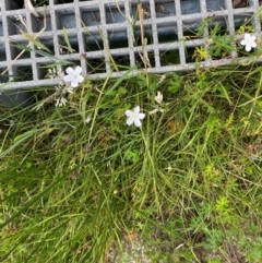 Geranium neglectum at Gibraltar Pines - 20 Jan 2024